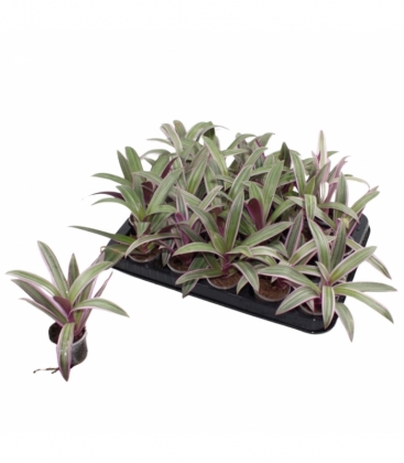 Tradescantia