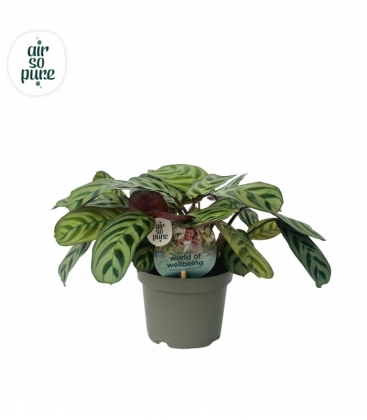 Ctenanthe