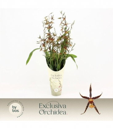 Brassia