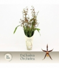 Brassia