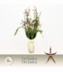 Brassia