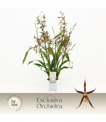 Brassia