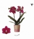 Phalaenopsis