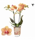 Phalaenopsis