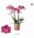 Phalaenopsis