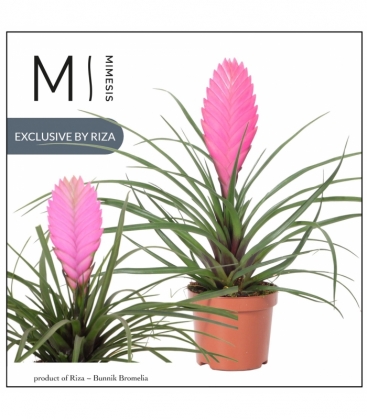 Tillandsia