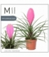 Tillandsia