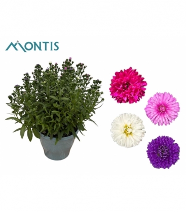 Aster
