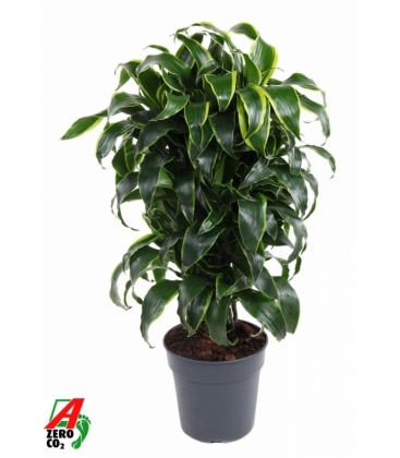 Dracaena