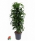 Dracaena
