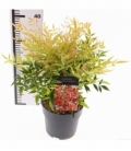 Nandina
