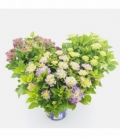 Hydrangea