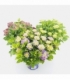 Hydrangea