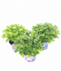 Hydrangea