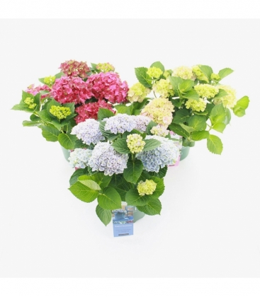 Hydrangea
