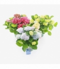 Hydrangea