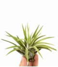Tillandsia
