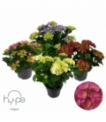 Hydrangea