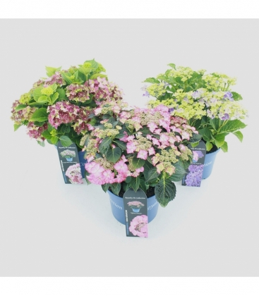 Hydrangea