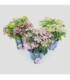 Hydrangea