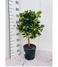 Citrofortunella