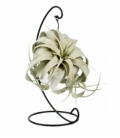 Tillandsia