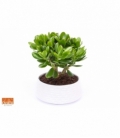 Crassula