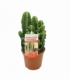 Cereus