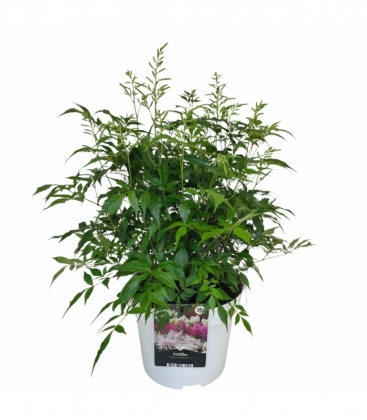 Astilbe