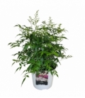 Astilbe