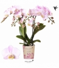 Phalaenopsis