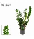 Zamioculcas