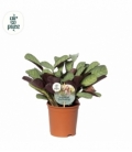 Ctenanthe