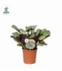 Ctenanthe