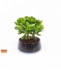 Crassula