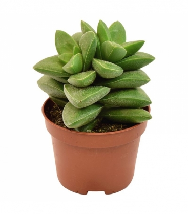 Crassula