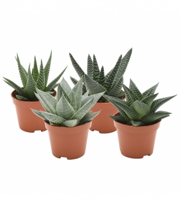 Aloe