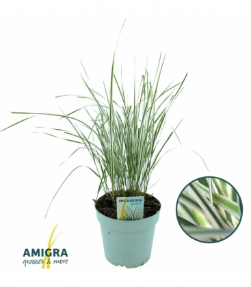 Calamagrostis
