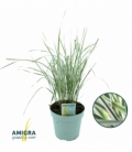 Calamagrostis