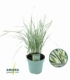 Calamagrostis