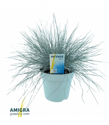Festuca