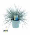 Festuca