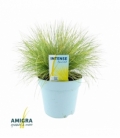 Festuca