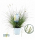 Pennisetum