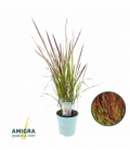 Imperata