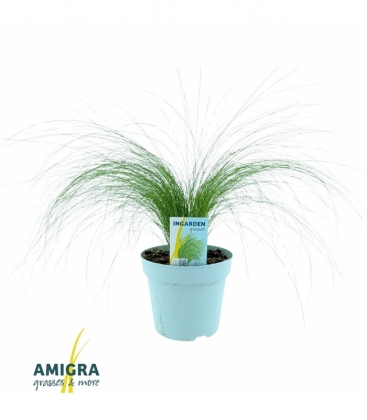 Stipa