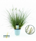 Pennisetum