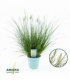 Pennisetum