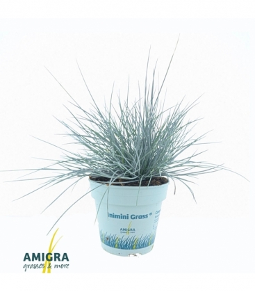 Festuca