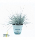 Festuca